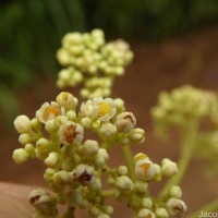 Walsura trifoliolata